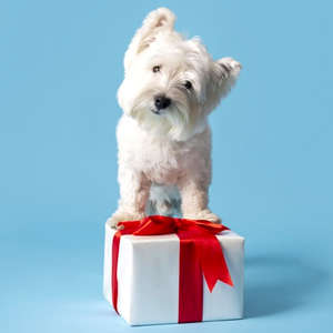 Pets Gifts